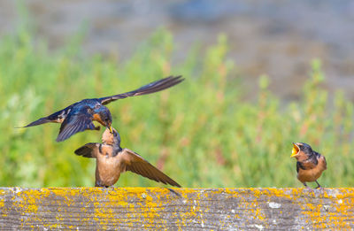 Close-up of bird flying against blurred background