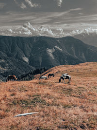 Scenic view of horses and mountains against sky