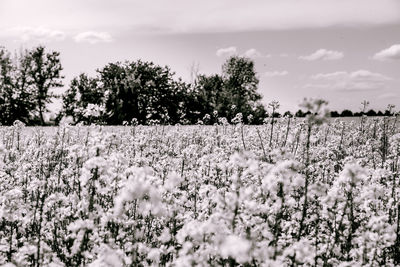 Scenic view of flowering trees on field against sky