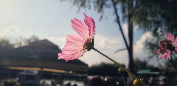 Close-up of pink flower against sky