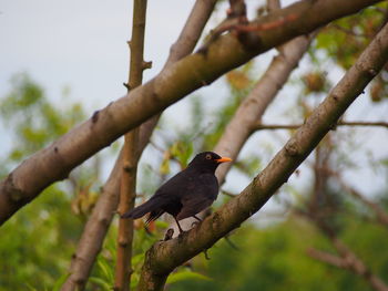 Low angle view of bird perching on branch