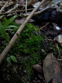 Close-up of fresh green plants