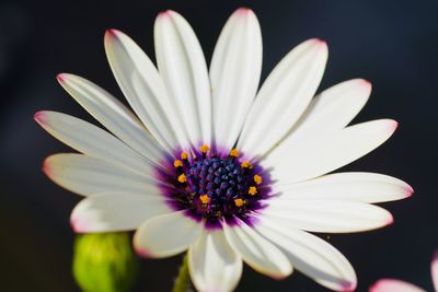 Close-up of white flower against black background