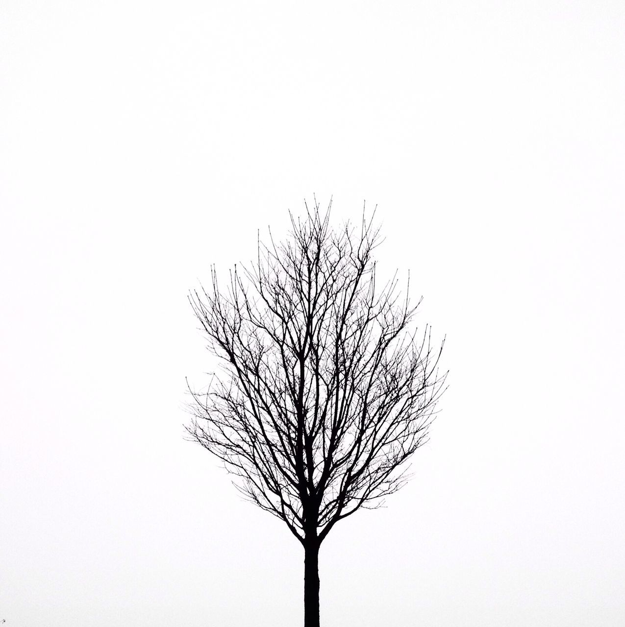 bare tree, clear sky, copy space, tree, branch, tranquility, low angle view, nature, silhouette, tranquil scene, beauty in nature, single tree, tree trunk, scenics, dead plant, no people, outdoors, day, non-urban scene, growth