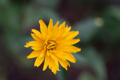 Close-up of yellow flowering plant