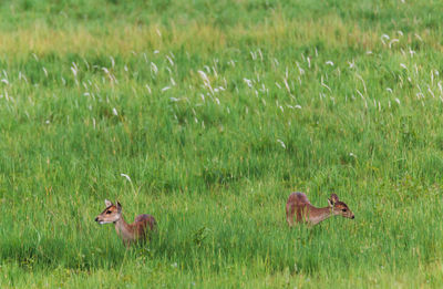 Barking deer in grass field