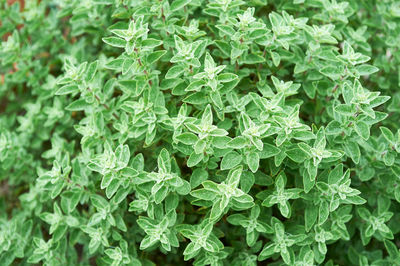 Full frame shot of plants