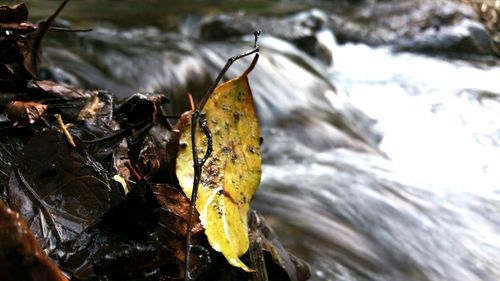 Close-up of dry leaf in water