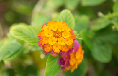 Close-up of marigold blooming outdoors