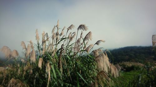 Low angle view of bird on grass against sky