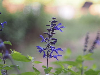 Close-up of purple flowers