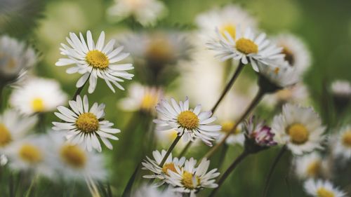 Close-up of white daisy flowers