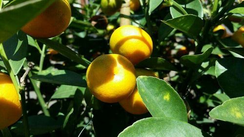 Close-up of fruits on tree