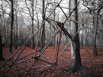 Bare trees in forest