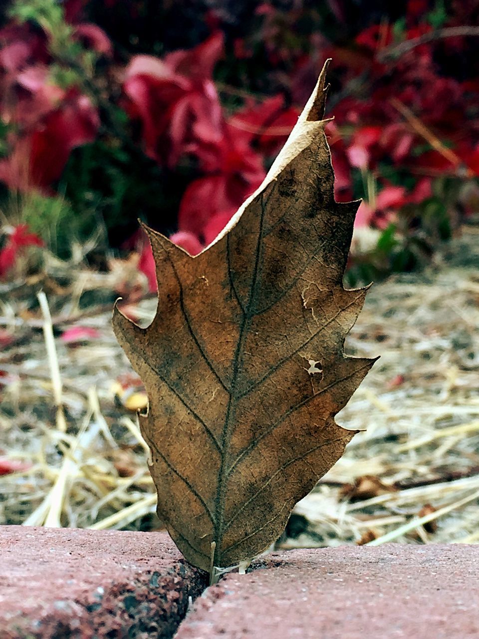 leaf, close-up, autumn, no people, nature, outdoors, animal themes, day, fragility, beauty in nature, maple