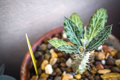 Close-up of potted plant