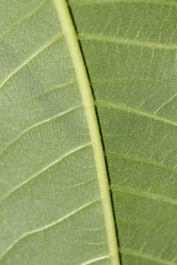 Macro shot of water drops on leaf