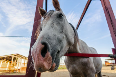 Close-up of horse