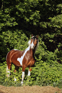 Side view of horse standing on land