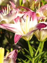 Close-up of pink flower