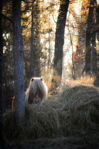 View of a horse in the forest