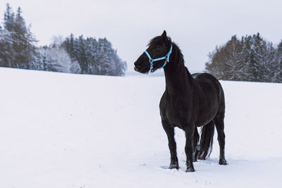 Friesian stallion in winter field. black friesian horse in winter.