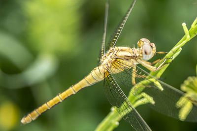 Close-up of dragonfly