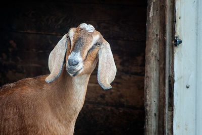 Close-up of goat at barn