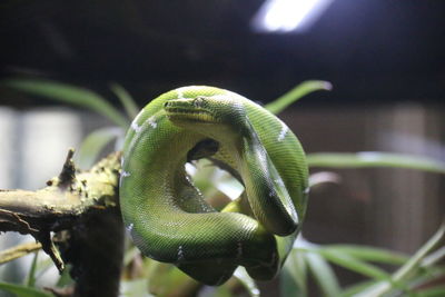 Close-up of lizard on leaf