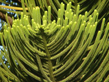 Close-up of plants