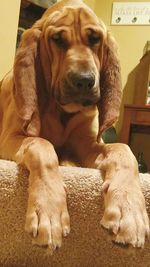 Close-up of dog relaxing at home