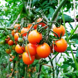 Close-up of orange fruits on tree