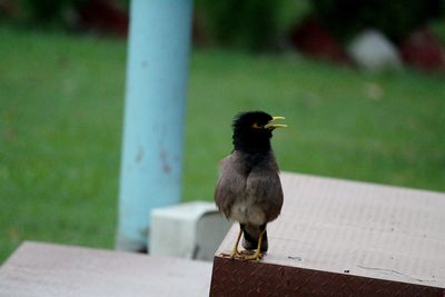 Close-up of bird perching on railing