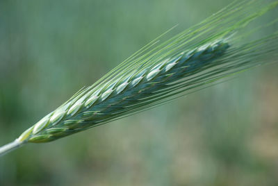 Close-up of stalks against blurred background