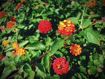 Close-up of red flowers in garden