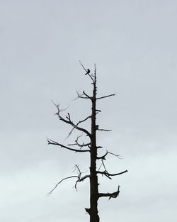 Low angle view of bird perching on bare tree against sky