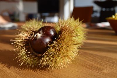 Chestnut close up