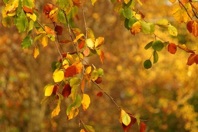 Close-up of leaves on tree