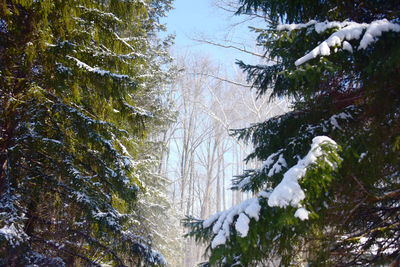 Low angle view of trees against sky