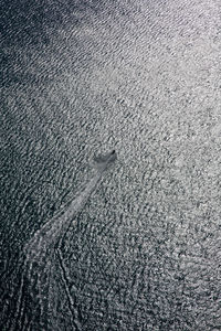 High angle view of fish in sea