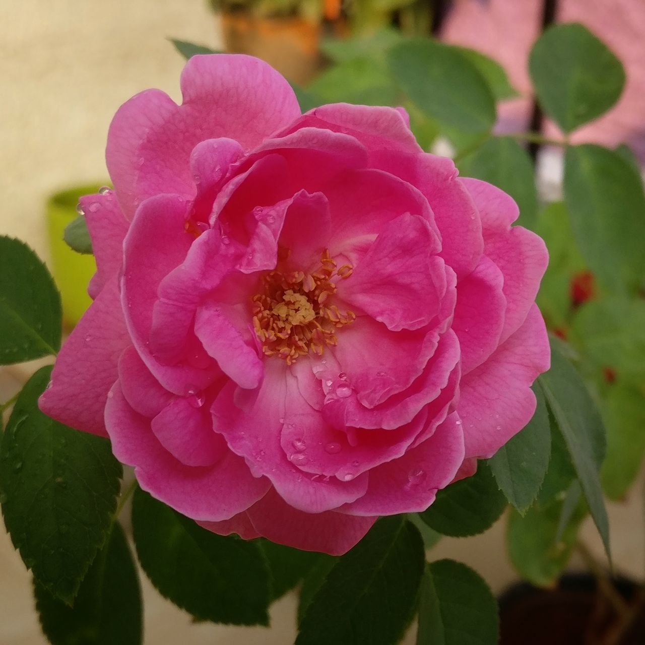 CLOSE-UP OF PINK FLOWER