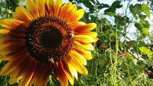 Close-up of sunflower blooming outdoors