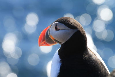 Close-up of a puffin