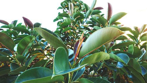 Low angle view of tree