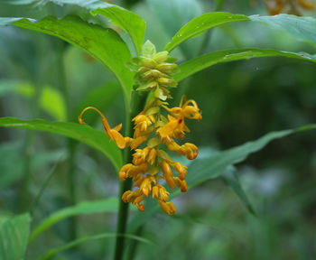 Close-up of yellow flowering plant