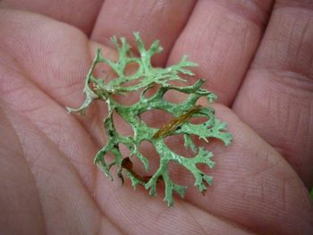 Close-up of cropped hand holding plant