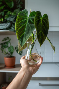 Hand holds glass jar with sprouts of philodendron melanochrysum cuttings with roots. plant propagate