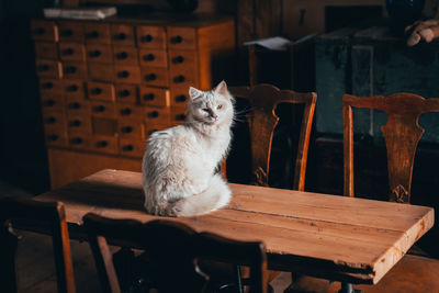 Cat sitting on chair