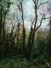 Trees on field against sky