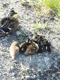 High angle view of a ducks